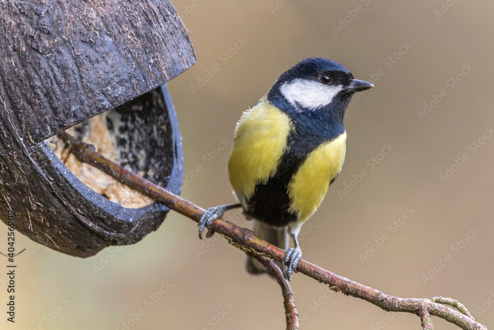 Fototapeta premium Kohlmeise (parus major)