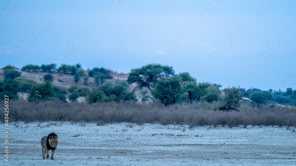 Schwarz-Mähnenlöwe in einem ausgetrocknetem Flussbett in der Kalahari. Schwarz-Mähnenlöwe in einem ausgetrocknetem Flussbett in der Kalahari.