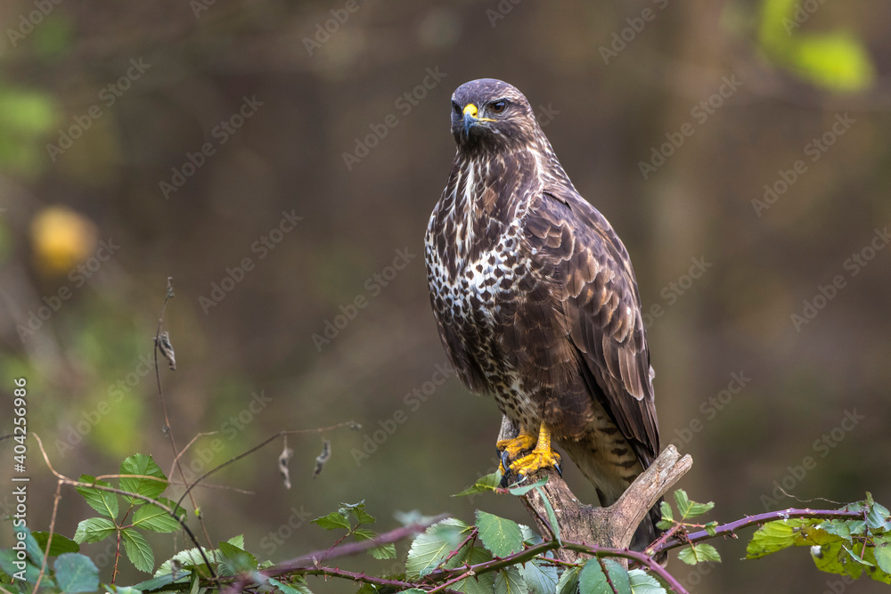 Mäusebussard (Buteo buteo) Mäusebussard (Buteo buteo)
