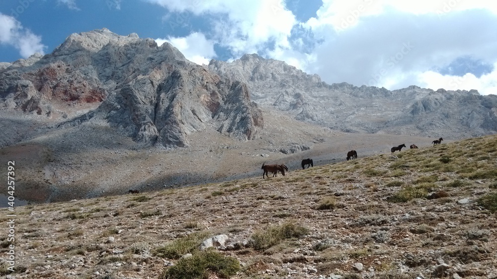 mountain and horses