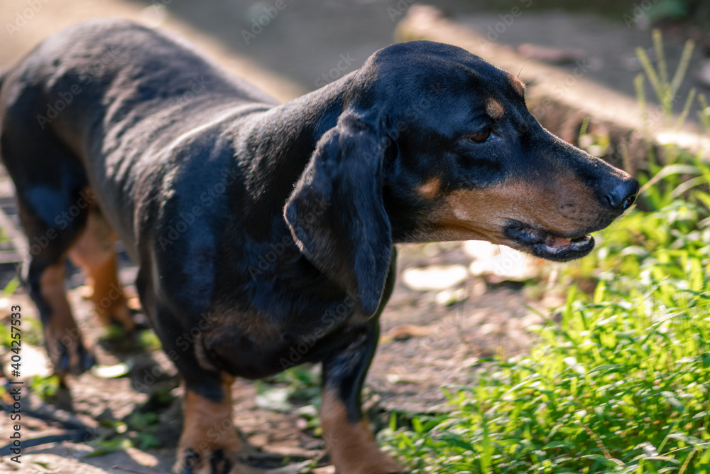 Dachshund mom dog , protective of new born pups, barks to everyone around. Dachshund mom dog , protective of new born pups, barks to everyone around.