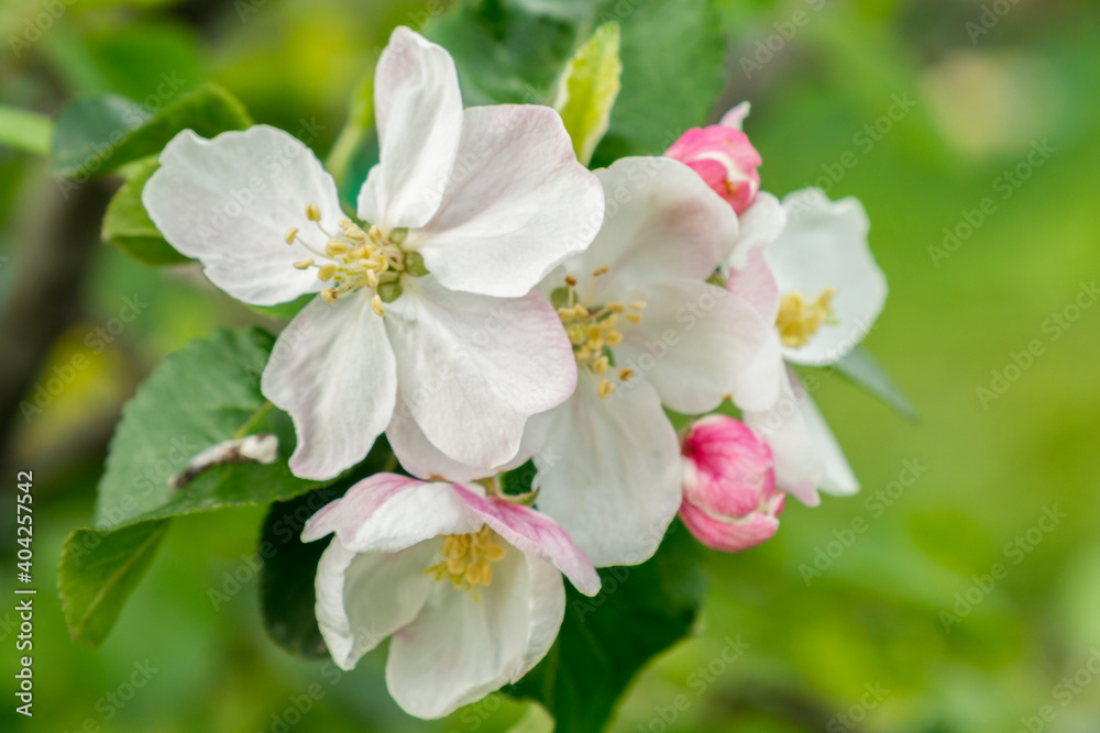 Spring Blossoms APPLE. Beautiful blooming apple trees in spring park close up. Flowering Apple tree, close-up Spring Blossoms APPLE. Beautiful blooming apple trees in spring park close up. Flowering Apple tree, close-up