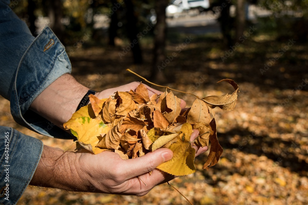 Male hands hold autumn leaves