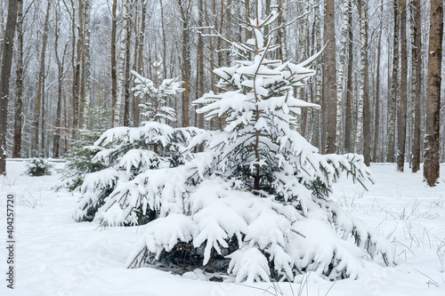 Christmas trees in the snow in a snowy forest