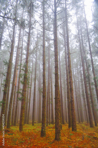 the humidity caresses the pines with its mantle