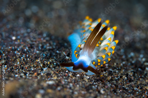 Colorful nudibranch on coral reef