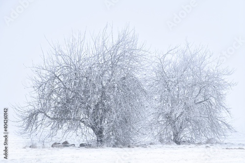 Frost am Waldrand © Gina Bromá