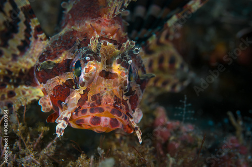 Dwarf lionfish - Dendrochirus brachypterus photo