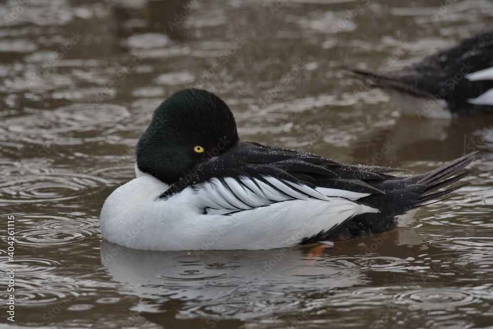 Common Goldeneye , Bucephala clangula Common Goldeneye , Bucephala clangula