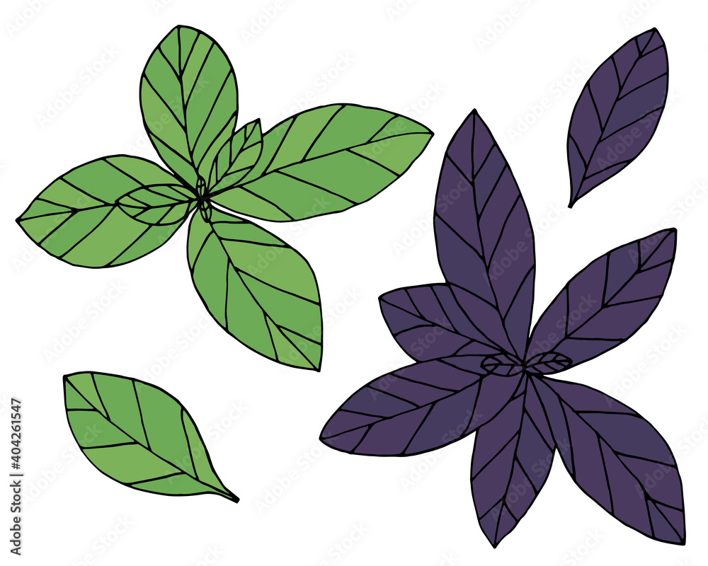 Green and purple basil hand drawn. Set of spice isolated on white background. Vector illustration.
