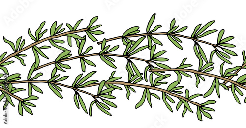 Seamless brush, pattern of thyme branch. Vector illustration.