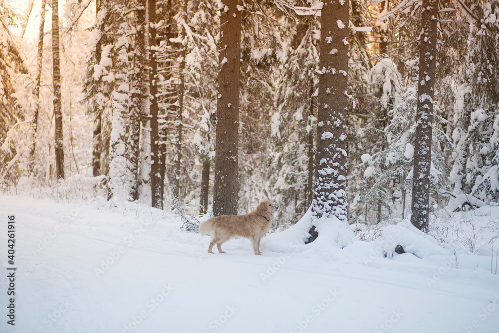 Walk with your dog in the forest in winter. Golden retriever. Walk with your dog in the forest in winter. Golden retriever.
