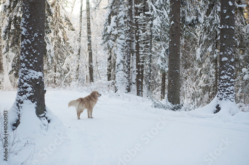 Walk with your dog in the forest in winter. Golden retriever.