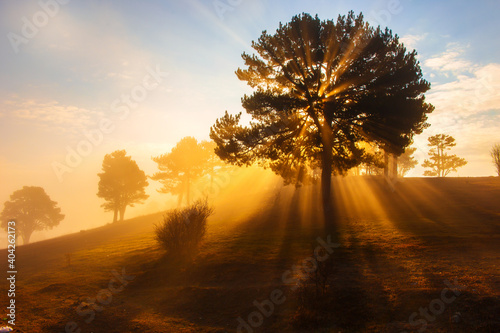 Fototapeta Naklejka Na Ścianę i Meble -  Sunrise in the forest on a foggy autumn morning