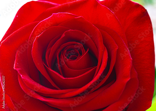 close up of red rose showing center with concentric circles of petals