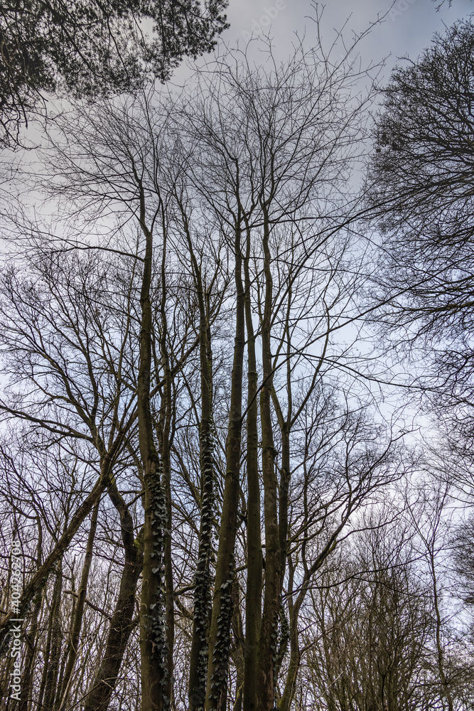 Trittau - Winter sadness - trees Trittau - Winter sadness - trees