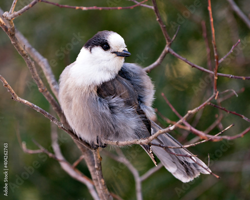 Gray Jay bird stock photos. Gray Jay close-up profile view perched on a tree branch in its environment and habitat, displaying a ball of grey feather plumage and bird tail. Image. Picture. Portrait.