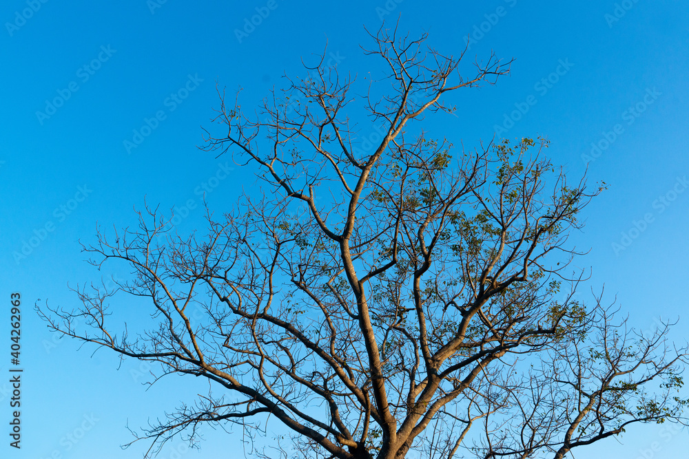 Tree branches without leaves In the spring Tree branches without leaves In the spring
