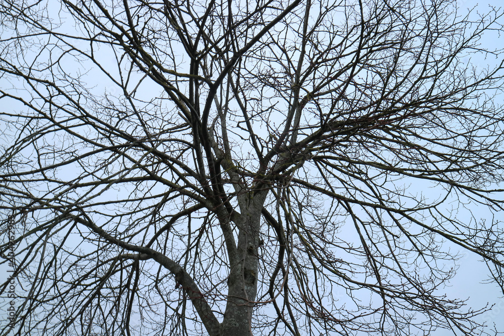 branches against sky branches against sky