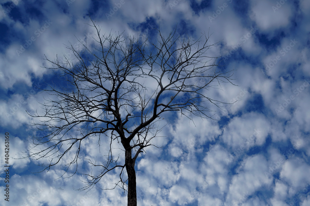 Dry tree In winter On the background of Sky and clouds