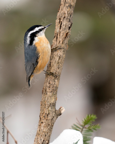 Nuthatch Stock Photos.  Close-up profile view perched on a tree branch in its environment and habitat with a blur background, displaying feather plumage and bird tail. Image. Picture. Portrait. ©  Aline