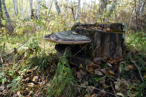 Mushroom parasite Tinder fungus flat (Ganoderma applanatum) growing on an old birchen stump among fallen leaves in the autumn forest.