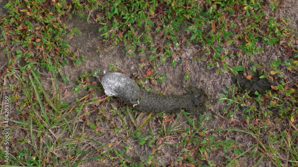 Closeup top view 4k video of fresh bright poops made by domestic goose. Poo laying on ground in countryside meadow on pasture Closeup top view 4k video of fresh bright poops made by domestic goose. Poo laying on ground in countryside meadow on pasture
