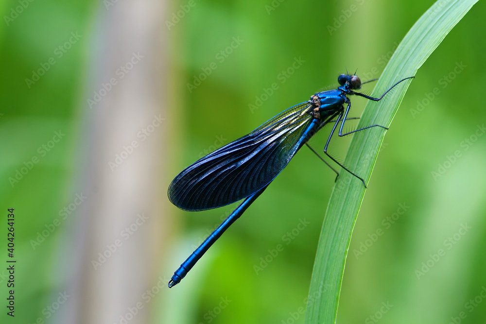 Dragonfly Dragonfly