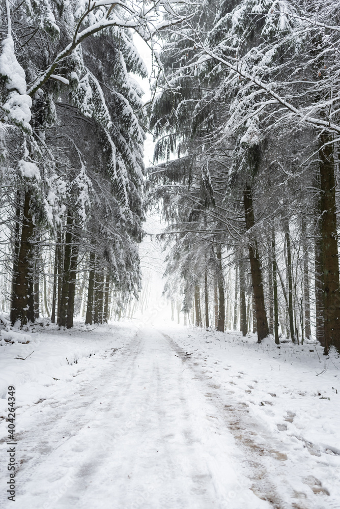 Naklejka premium Waldweg im Winter.
