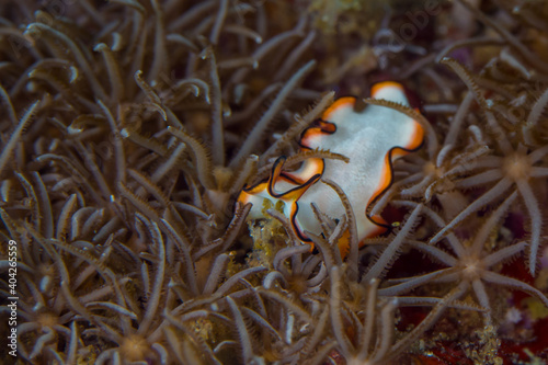 Flatworm crawling across coral reef