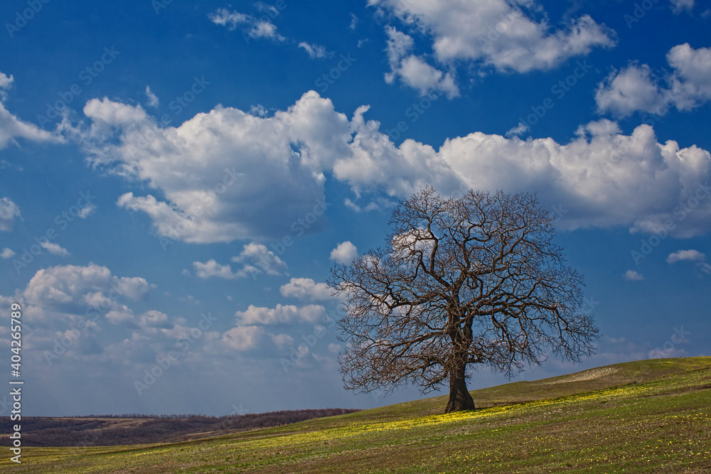 srtong oak under spring sky