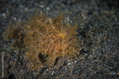 Hairy Frogfish - Antennarius striatus