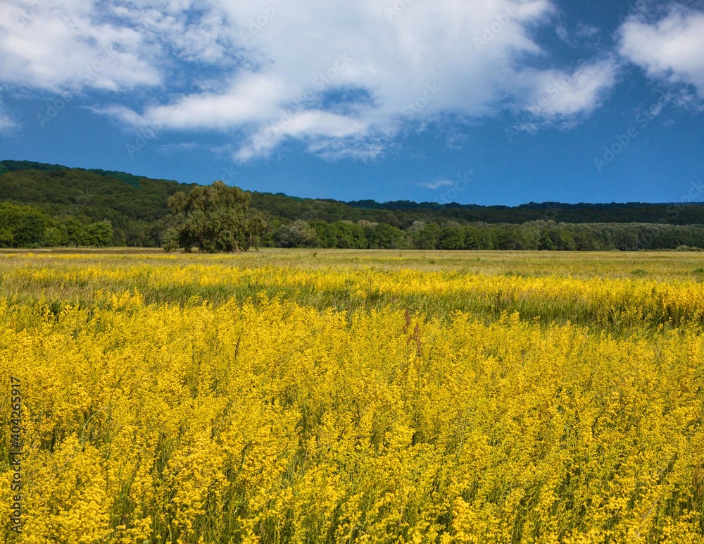 summer in the valley of yellow flowers