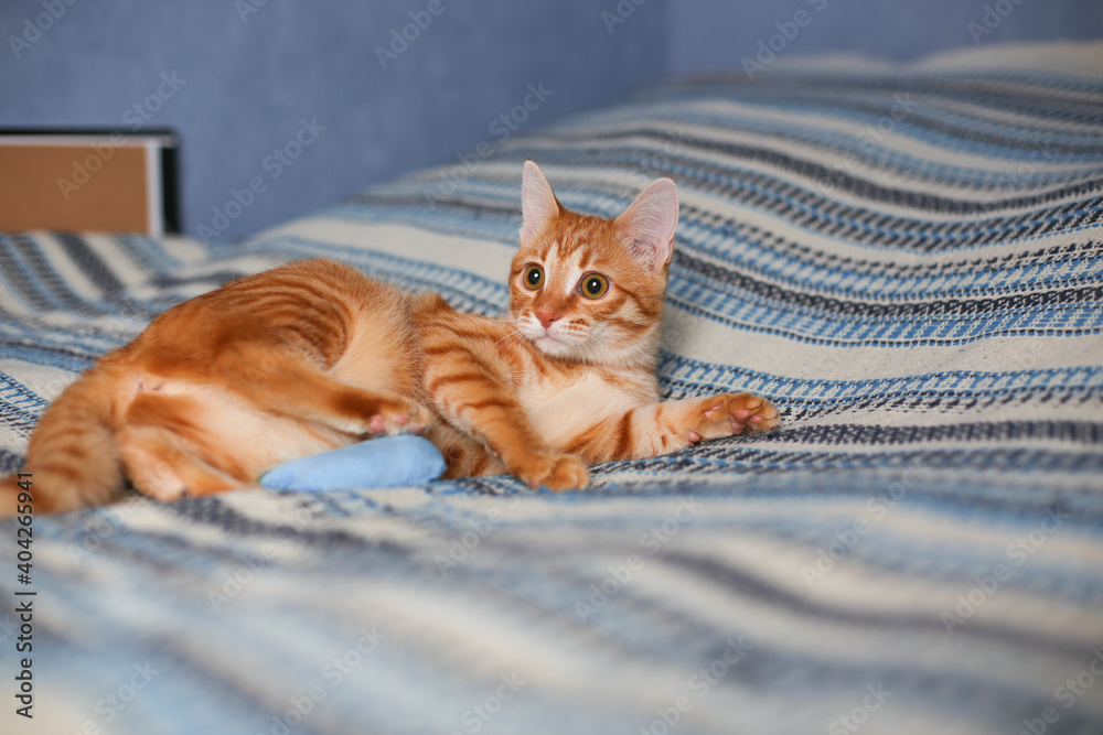 Young red domestic cat plays with a toy-mouse on a bed. Blue room, rustic blanket.
