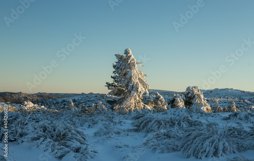 Pine trees covered in snow and frost at sunset in Serra da Estrela Natural Park, Portugal. Snow landscape, winter season.