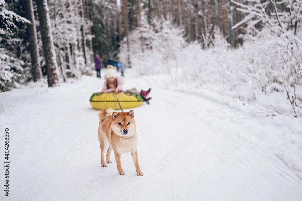 Little cute girl in pink warm outwear having fun with red shiba inu dog rides inflatable snow tube in snowy white cold winter outdoors. Family sport vacation activities. Little cute girl in pink warm outwear having fun with red shiba inu dog rides inflatable snow tube in snowy white cold winter outdoors. Family sport vacation activities.