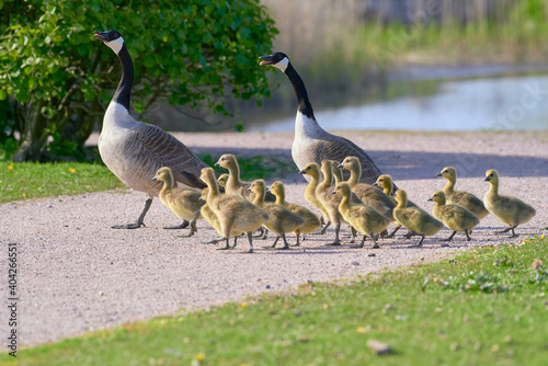 Schilderij op canvas Flock or family of Canada geese with group of goslings crossing the gravel road in Helsinki, Finland on sunny evening in May 2020