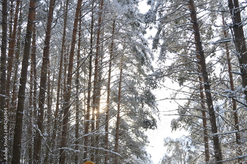 Winter forest