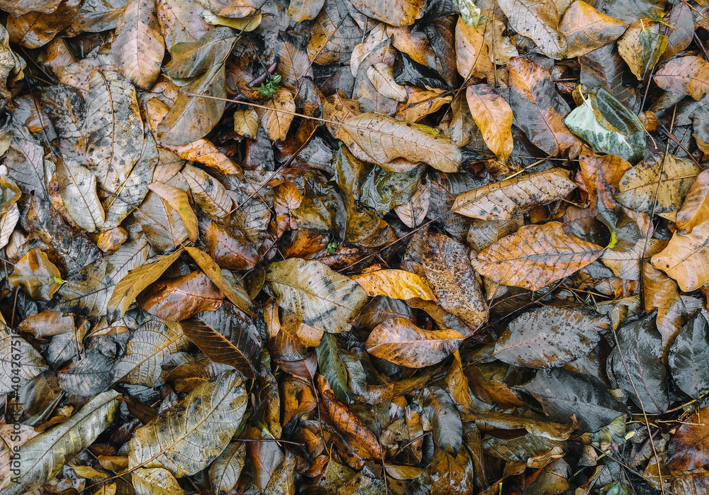 Background, texture of dry and wet autumn fallen leaves, brown walnut foliage after rain. Deadwood, top view.