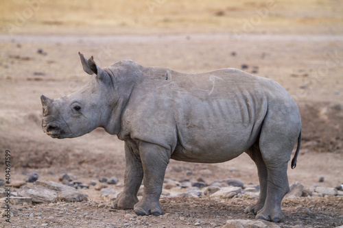 Southern white rhinoceros calf (Ceratotherium simum) in Ol Pejeta Conservancy, Kenya, Africa. Near threatened species also called Square-lipped rhino. Side view of cute baby animal