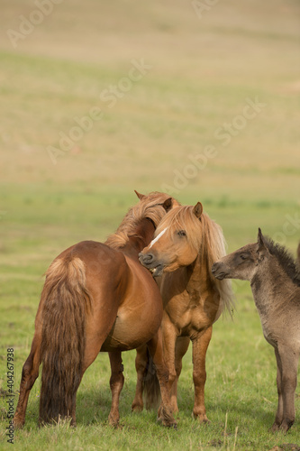 Mongolian horse family stallion mare and foal with two of the horses grooming each other vertical format with room for masthead