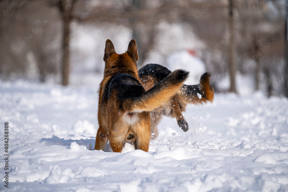 German Shepherd Dog running and playing in the snow. German Shepherd Dog running and playing in the snow.