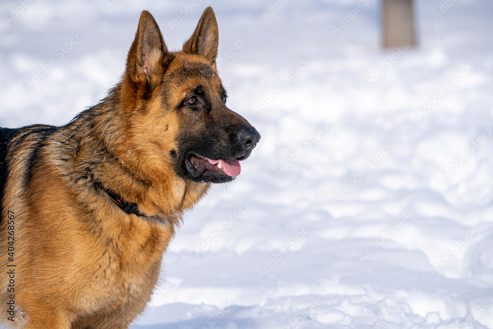 German Shepherd Dog running and playing in the snow. German Shepherd Dog running and playing in the snow.