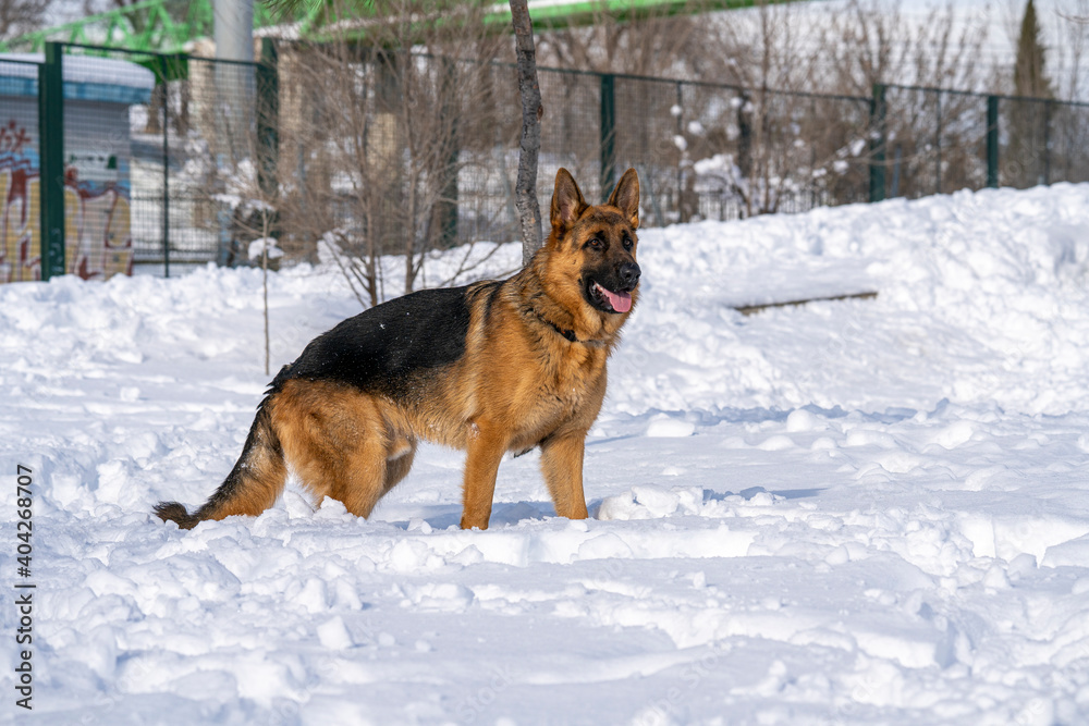 German Shepherd Dog running and playing in the snow. German Shepherd Dog running and playing in the snow.