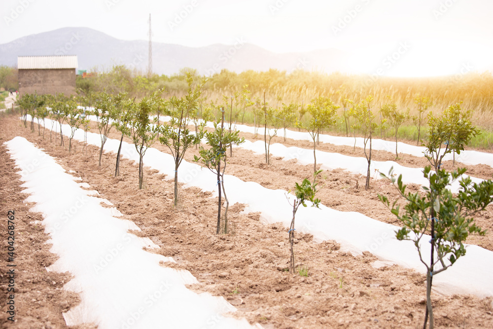 Growing trees in an orchard. Countryside