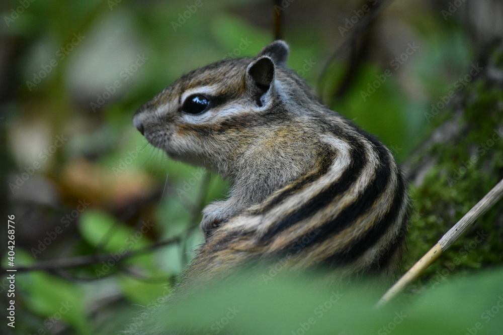 squirrel on the ground squirrel on the ground