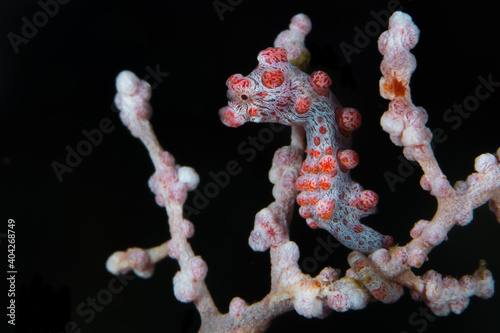 Tableau sur toile Pink pygmy seahorse in gorgonian seafan on coral reef - Hippocampus bargibanti