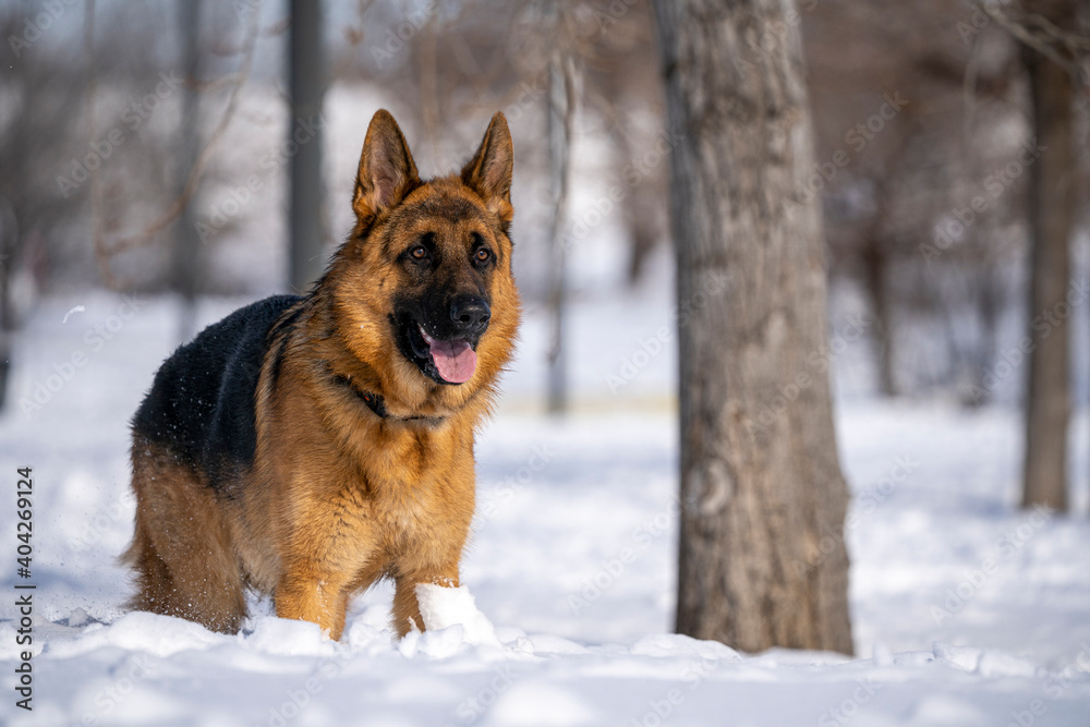 German Shepherd Dog running and playing in the snow. German Shepherd Dog running and playing in the snow.