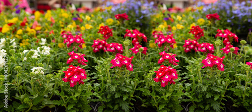 Seedling flowers of verbena on the market. Gardening.