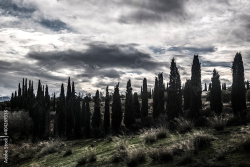 row of cypress trees on a winter day